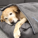 Image for article titled Best Organic Weighted Blankets for All the Troubled Sleepers in Your Life